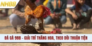 Đá Gà 988 - Giải Trí Thăng Hoa, Theo Dõi Thuận Tiện 24/24