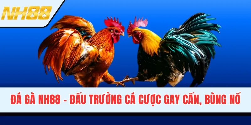 Đá Gà NH88 - Đấu Trường Cá Cược Gay Cấn, Bùng Nổ Cảm Xúc