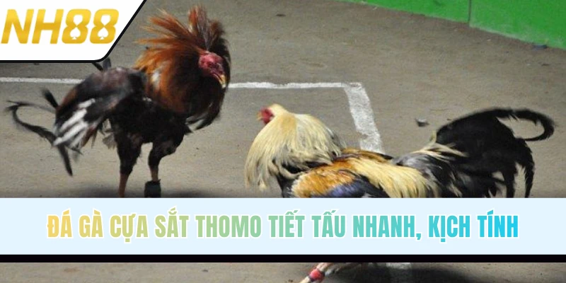 Mãn nhãn với các pha ra đòn trong đá gà cựa sắt