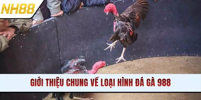 Giới thiệu chung về loại hình đá gà 988