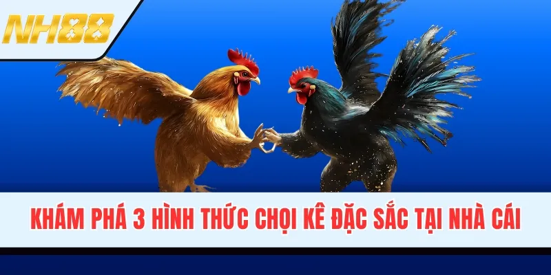 Khám phá 3 hình thức chọi kê đặc sắc tại nhà cái