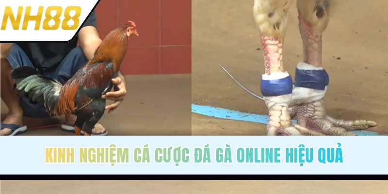 Mẹo đặt cược đá gà bất bại từ chuyên gia