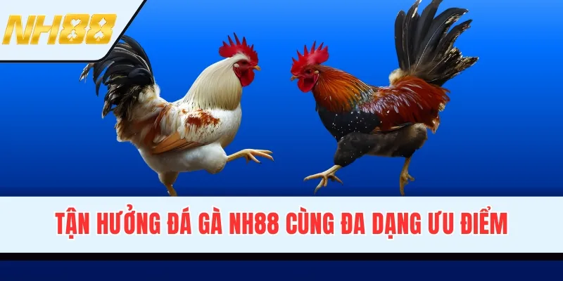 Tận hưởng đá gà NH88 cùng đa dạng ưu điểm