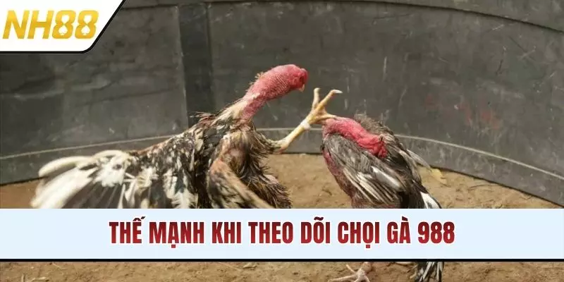 Thế mạnh khi theo dõi chọi gà 988